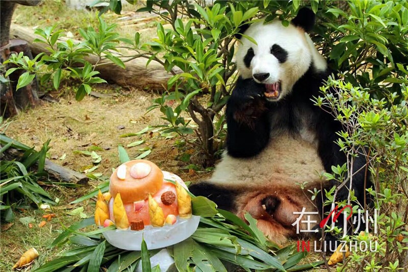 熊猫宝宝明浜10岁啦 点进来看他怎样过生日-在