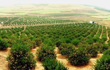 柳州将建最优质柑桔产区预计2025年产值将达