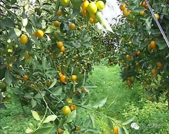 园金桔:喝豆浆的金桔-在柳州-柳州广播电视网