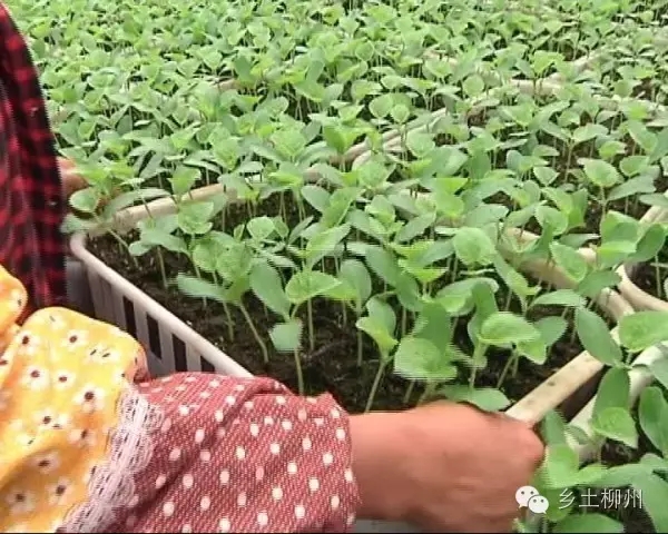 金友种植专业合作社:匠心培育秀水甜瓜-在柳州